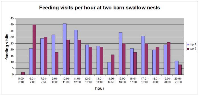 barn swallow feeding visits
